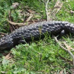 Tiliqua rugosa at Kowen, ACT - 17 Sep 2020