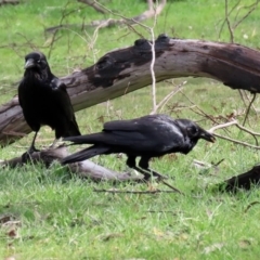 Corvus coronoides (Australian Raven) at Rendezvous Creek, ACT - 16 Sep 2020 by RodDeb