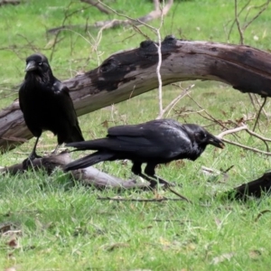 Corvus coronoides at Rendezvous Creek, ACT - 16 Sep 2020