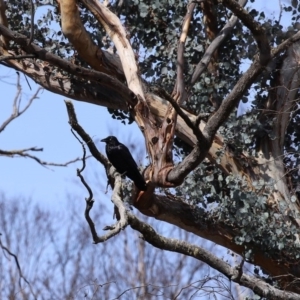 Corvus coronoides at Rendezvous Creek, ACT - 16 Sep 2020