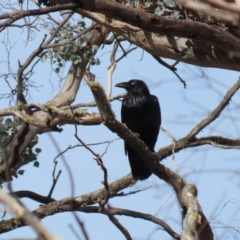 Corvus coronoides at Rendezvous Creek, ACT - 16 Sep 2020