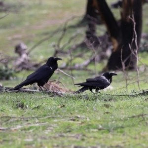 Corvus coronoides at Rendezvous Creek, ACT - 16 Sep 2020