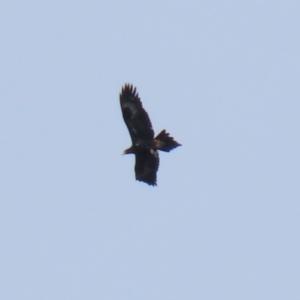 Aquila audax at Rendezvous Creek, ACT - 16 Sep 2020 02:32 PM