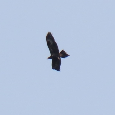 Aquila audax (Wedge-tailed Eagle) at Namadgi National Park - 16 Sep 2020 by RodDeb