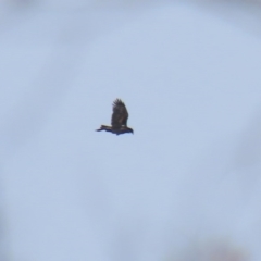 Aquila audax at Rendezvous Creek, ACT - 16 Sep 2020