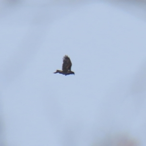 Aquila audax at Rendezvous Creek, ACT - 16 Sep 2020 02:32 PM