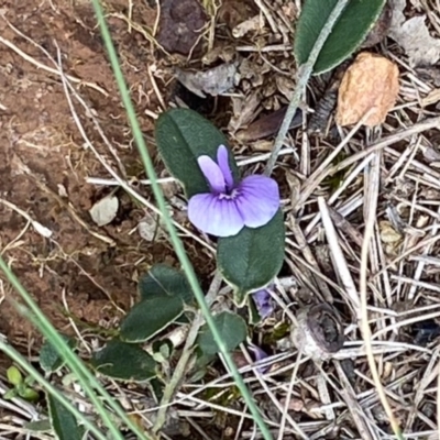 Hovea heterophylla (Common Hovea) at Thalaba Nature Reserve - 13 Sep 2020 by SthTallagandaSurvey