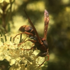 Polistes (Polistella) humilis (Common Paper Wasp) at ANBG - 17 Sep 2020 by PeterA