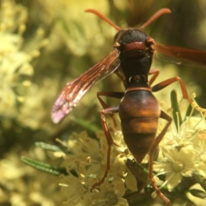 Polistes (Polistella) humilis at Acton, ACT - 17 Sep 2020