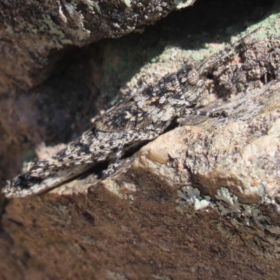 Coryphistes ruricola (Bark-mimicking Grasshopper) at Jerrabomberra, NSW - 16 Sep 2020 by roymcd