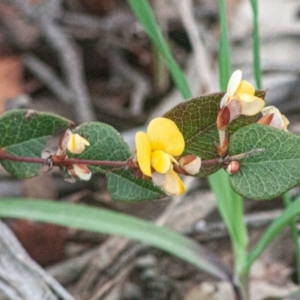 Platylobium montanum subsp. montanum at Laggan, NSW - 13 Sep 2020