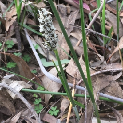 Carex tereticaulis (Poongort) at Mount Majura - 17 Sep 2020 by JaneR