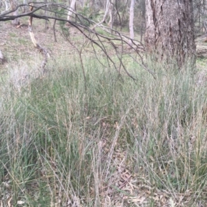 Carex tereticaulis at Downer, ACT - 17 Sep 2020