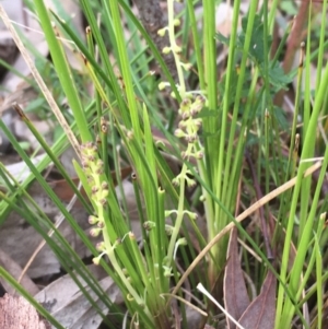 Lomandra filiformis at Downer, ACT - 17 Sep 2020