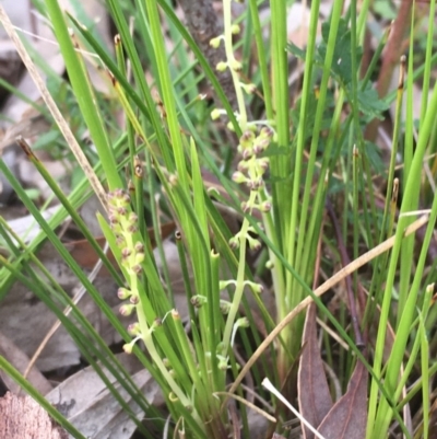 Lomandra filiformis (Wattle Mat-rush) at Downer, ACT - 17 Sep 2020 by JaneR