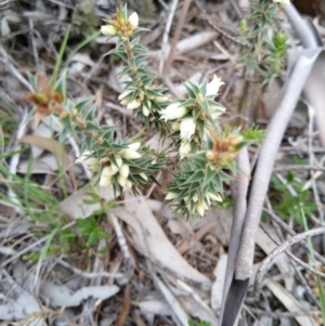 Melichrus urceolatus at Carwoola, NSW - suppressed