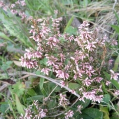 Lissanthe strigosa subsp. subulata (Peach Heath) at Carwoola, NSW - 17 Sep 2020 by Zoed