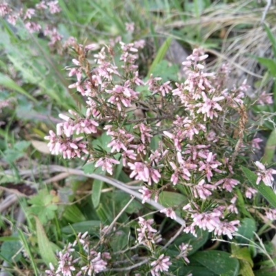 Lissanthe strigosa subsp. subulata (Peach Heath) at Carwoola, NSW - 17 Sep 2020 by Zoed