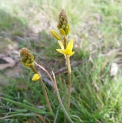 Bulbine bulbosa (Golden Lily) at Carwoola, NSW - 17 Sep 2020 by Zoed