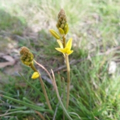 Bulbine bulbosa (Golden Lily, Bulbine Lily) at Carwoola, NSW - 17 Sep 2020 by Zoed