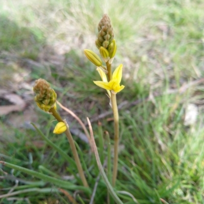 Bulbine bulbosa (Golden Lily) at Carwoola, NSW - 17 Sep 2020 by Zoed