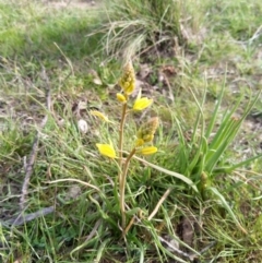 Bulbine bulbosa at Carwoola, NSW - suppressed