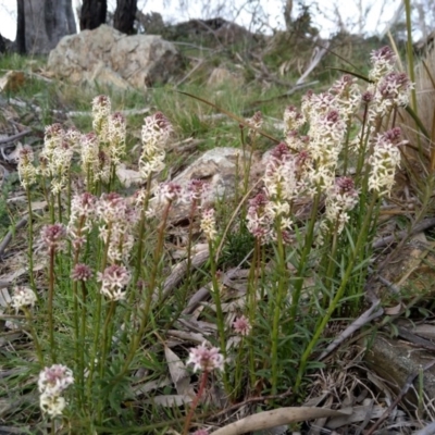 Stackhousia monogyna (Creamy Candles) at Carwoola, NSW - 17 Sep 2020 by Zoed