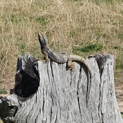 Pogona barbata (Eastern Bearded Dragon) at Kambah, ACT - 17 Sep 2020 by ChrisHolder