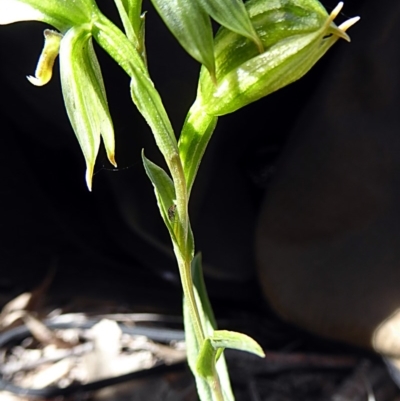 Bunochilus umbrinus (ACT) = Pterostylis umbrina (NSW) (Broad-sepaled Leafy Greenhood) by rupert.b
