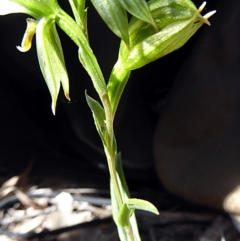 Bunochilus umbrinus (Broad-sepaled Leafy Greenhood) at Rob Roy Range - 12 Sep 2020 by rupert.b