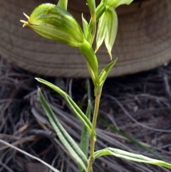 Bunochilus umbrinus (ACT) = Pterostylis umbrina (NSW) at suppressed - 12 Sep 2020