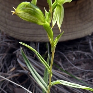 Bunochilus umbrinus (ACT) = Pterostylis umbrina (NSW) at suppressed - 12 Sep 2020