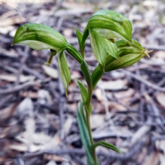 Bunochilus umbrinus (ACT) = Pterostylis umbrina (NSW) at suppressed - 12 Sep 2020