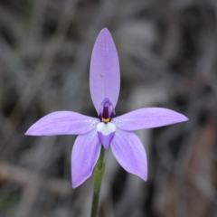 Glossodia major (Wax Lip Orchid) at O'Connor, ACT - 17 Sep 2020 by ConBoekel