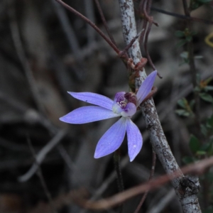 Cyanicula caerulea at O'Connor, ACT - 17 Sep 2020