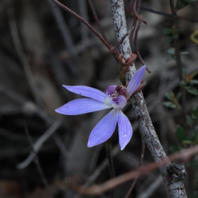 Cyanicula caerulea (Blue Fingers, Blue Fairies) at Dryandra St Woodland - 17 Sep 2020 by ConBoekel