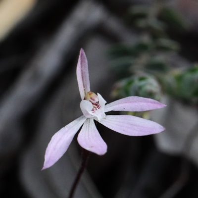 Caladenia fuscata (Dusky Fingers) at Dryandra St Woodland - 17 Sep 2020 by ConBoekel