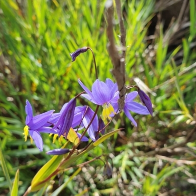 Stypandra glauca (Nodding Blue Lily) at Tuggeranong DC, ACT - 17 Sep 2020 by ChrisHolder