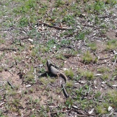 Pogona barbata (Eastern Bearded Dragon) at Mount Majura - 17 Sep 2020 by Avery