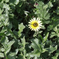 Arctotheca calendula (Capeweed, Cape Dandelion) at O'Connor, ACT - 17 Sep 2020 by ConBoekel