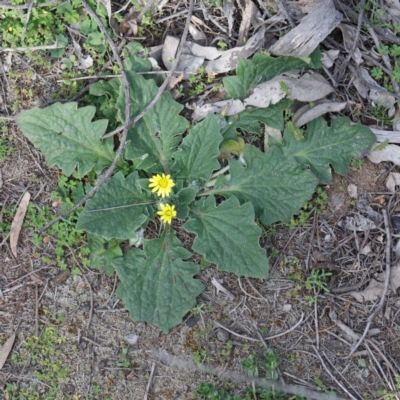 Cymbonotus sp. (preissianus or lawsonianus) (Bears Ears) at Dryandra St Woodland - 17 Sep 2020 by ConBoekel