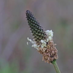 Plantago lanceolata (Ribwort Plantain, Lamb's Tongues) at Dryandra St Woodland - 17 Sep 2020 by ConBoekel