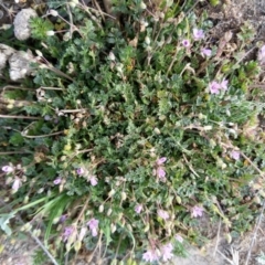 Erodium cicutarium (Common Storksbill, Common Crowfoot) at Carwoola, NSW - 17 Sep 2020 by Zoed