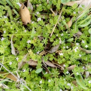 Galium murale at Carwoola, NSW - 17 Sep 2020