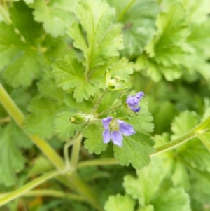 Erodium crinitum at Carwoola, NSW - 17 Sep 2020