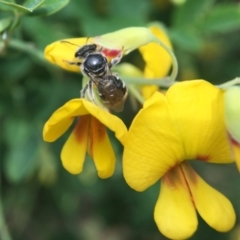 Lipotriches (Austronomia) ferricauda (Halictid bee) at Acton, ACT - 17 Sep 2020 by PeterA