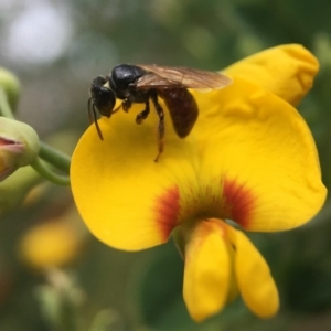 Exoneura sp. (genus) at Acton, ACT - 17 Sep 2020