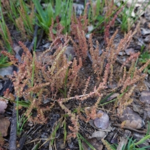 Crassula sieberiana at Hughes, ACT - 17 Sep 2020