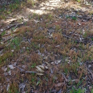 Crassula sieberiana at Hughes, ACT - 17 Sep 2020