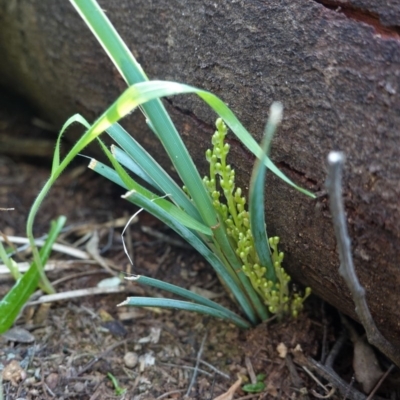 Lomandra filiformis (Wattle Mat-rush) at Hughes Grassy Woodland - 17 Sep 2020 by JackyF